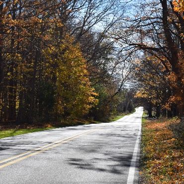 Rural road in autumn with trees on both sides, no cars.