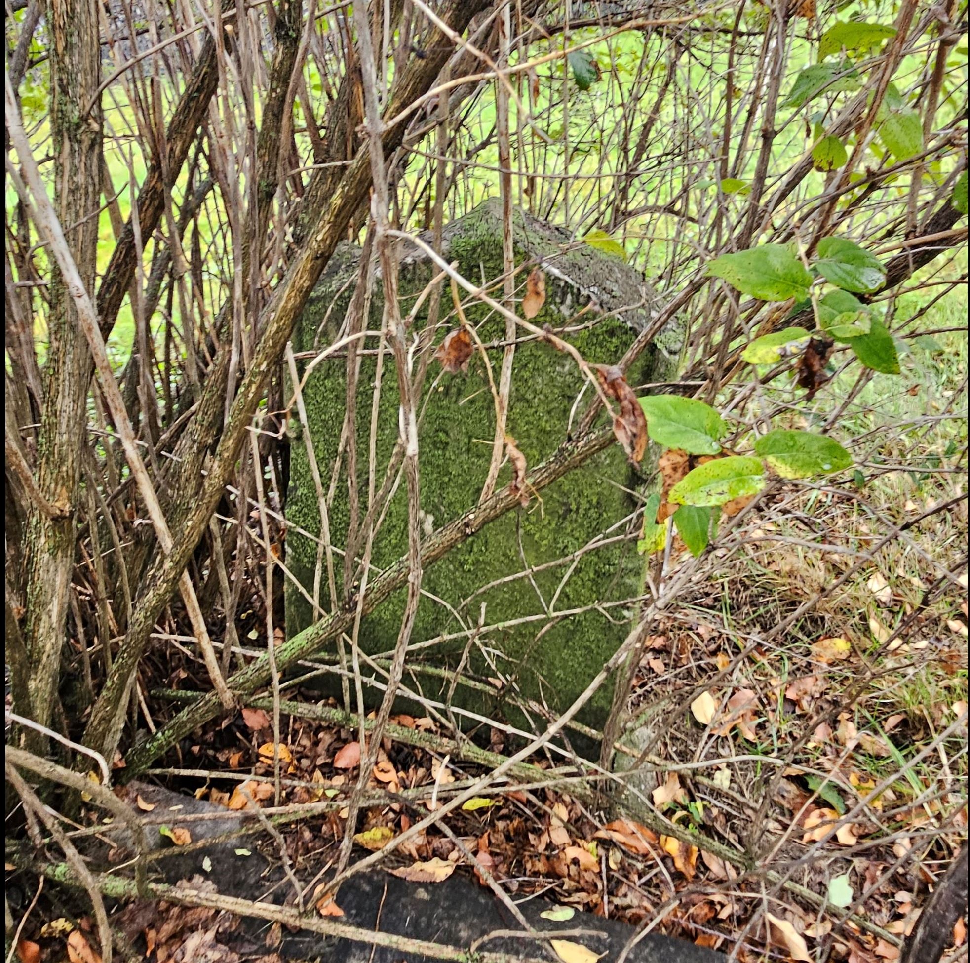 Photo of 3rd headstone buried under bush - Youngs Cemetery