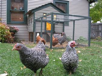 backyard chickens