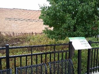 State St rain garden