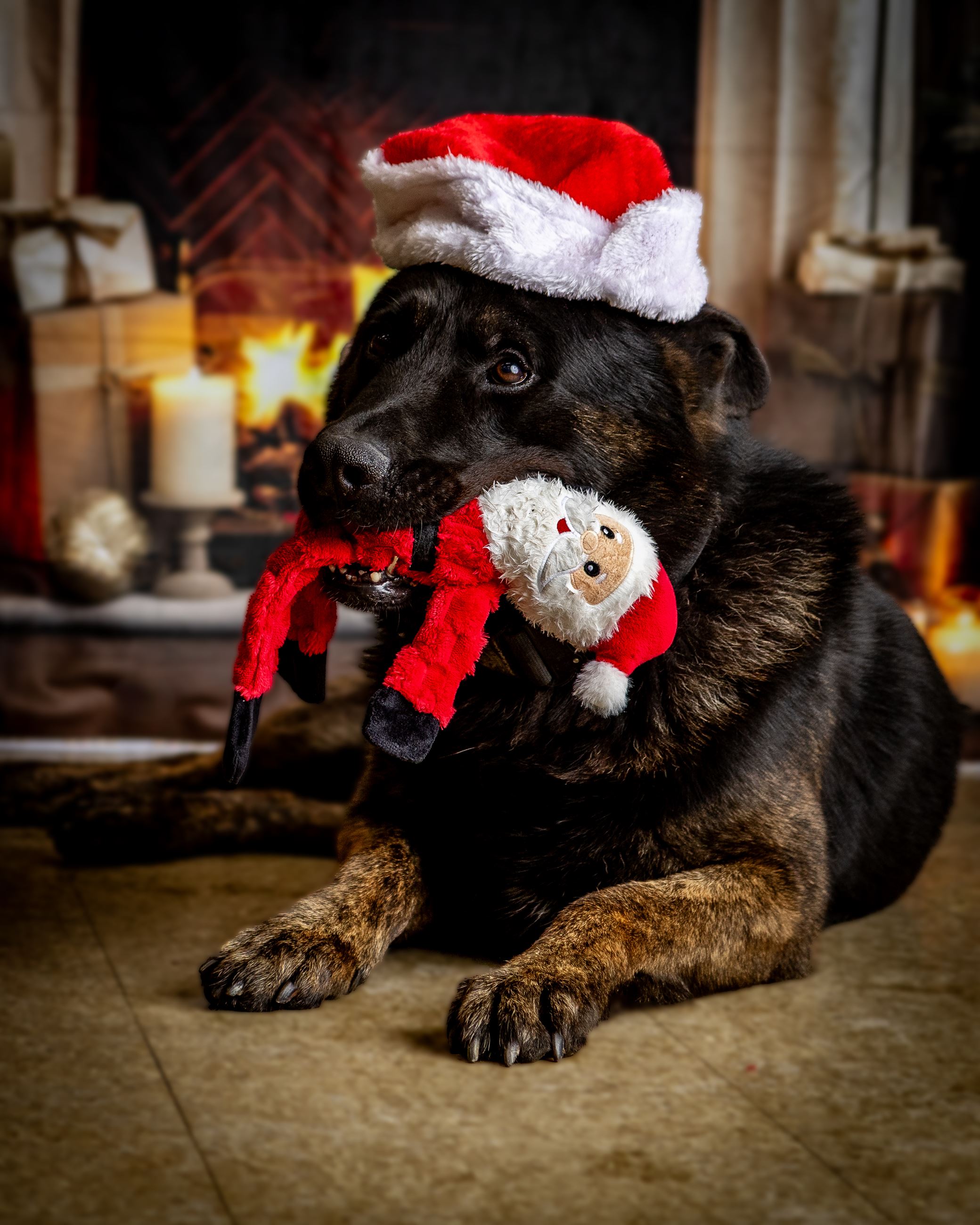 K9CHRISTMAS20241212_0091